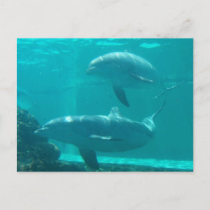 Carte postale Dolphin