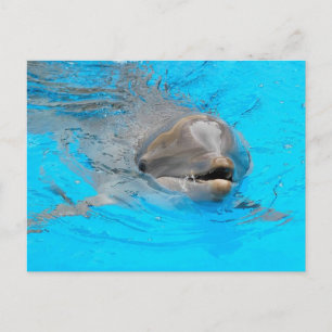 Carte postale Dolphin