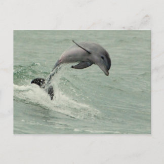 Carte postale Dolphin personnalisable