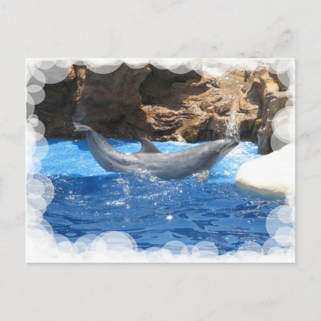Carte postale Dolphin Tricks (Devant)