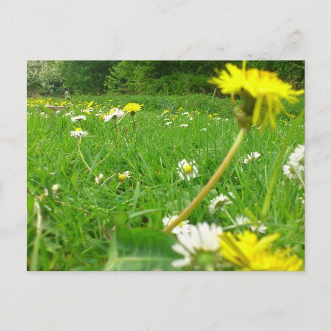 Carte Postale Domaine danois (Devant)