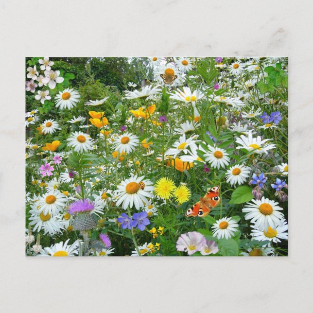 Carte Postale Domaine de Fleur sauvage (Devant)