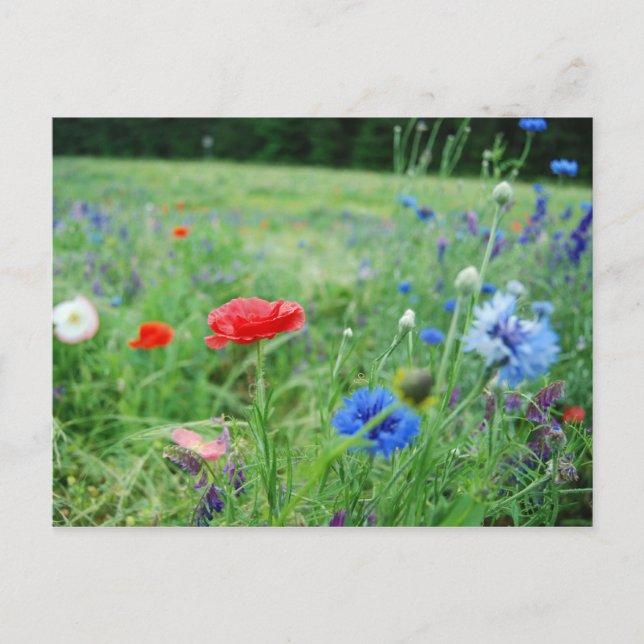 Carte Postale domaine fleur sauvage (Devant)