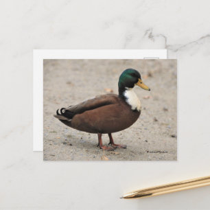 Carte Postale Domicile Mallard Duclair Bibbed Odd Duck