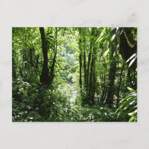 Carte Postale Dominicain Forêt de pluie II Vert tropical