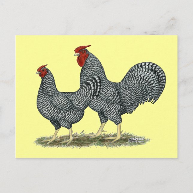 Carte Postale Dominique Chickens (Devant)