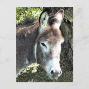 CARTE POSTALE DONKEY