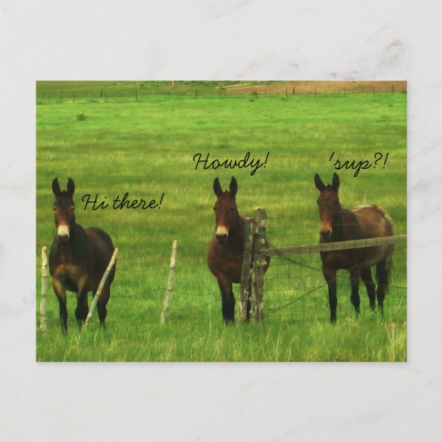 Carte Postale Donkey (Devant)