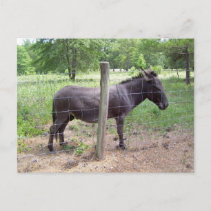 Carte postale Donkey