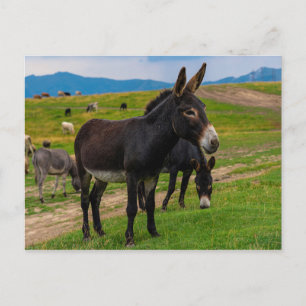 Carte Postale Donkey