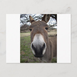 CARTE POSTALE DONKEY