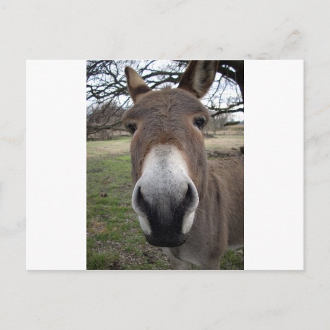 CARTE POSTALE DONKEY (Devant)