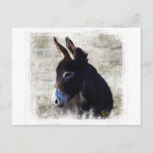 Carte Postale Donkey