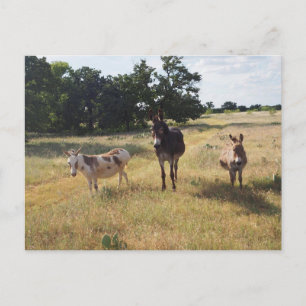 Carte postale Donkey