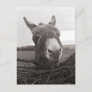 Carte Postale Donkey amical - Photo Vintage