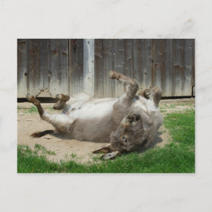 Carte Postale Donkey Avec Bain