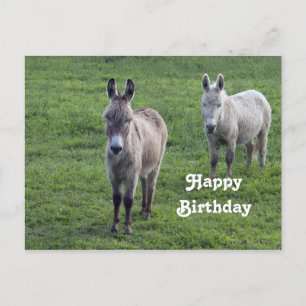 Carte Postale Donkey Brown Tan Animal Photo Anniversaire