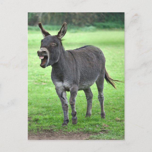 Carte postale Donkey Laugh (Devant)