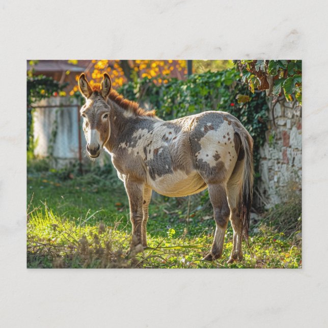 Carte postale Donkey Spotted (Devant)