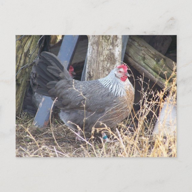 Carte Postale Dorage Gris Argent Libre Gamme Hen (Devant)