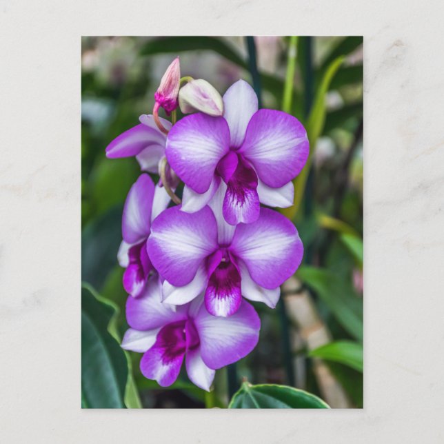 Carte postale d'orchidées blanches et violettes (Devant)
