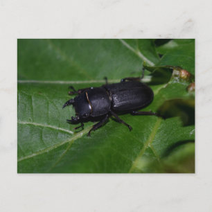 Carte Postale Dorcus parallelipipedus, le moindre dendroctone du