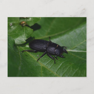 Carte Postale Dorcus parallelipipedus, le moindre dendroctone du