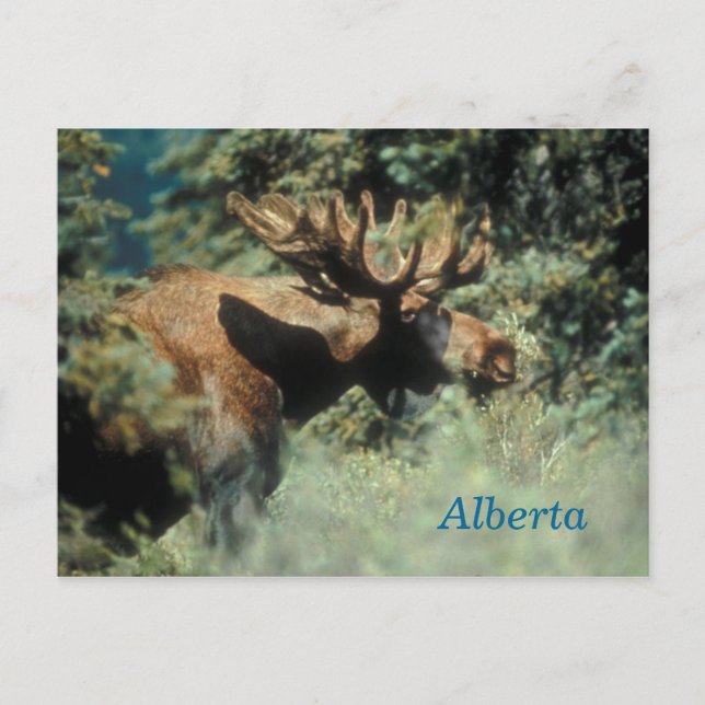 Carte postale d'orignal mâle de l'Alberta (Devant)
