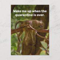 Dormir Le Singe Me Réveille Quand La Quarantaine E