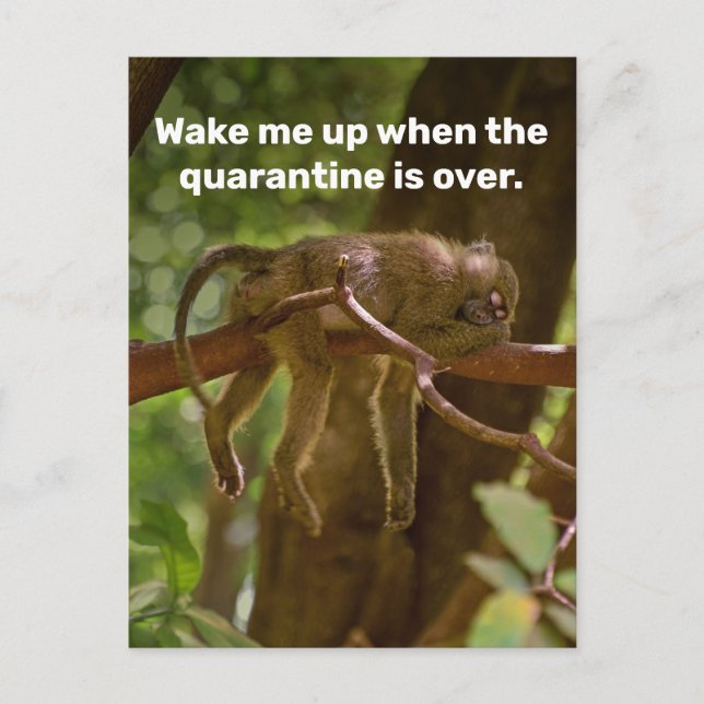 Carte Postale Dormir Le Singe Me Réveille Quand La Quarantaine E (Devant)