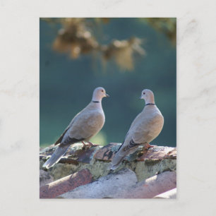 Carte Postale Doses romantiques