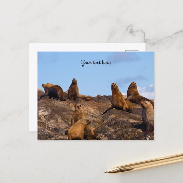 Carte postale d'otarie (Devant/Arrière en situation)