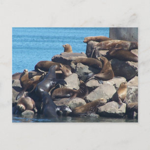 Carte postale d'otarie