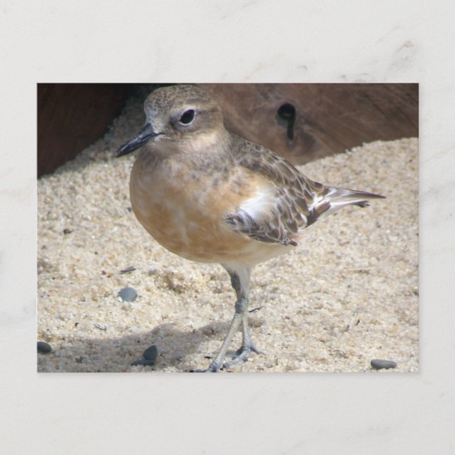 Carte Postale Dotterel (Devant)