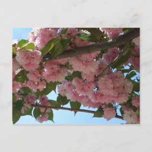 Carte Postale Double Blossoming Cherry