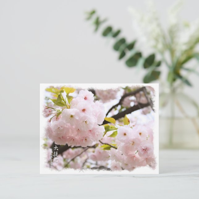 Carte Postale Double Cherry Blossom: Oh-jochin ポストカード (Debout devant)