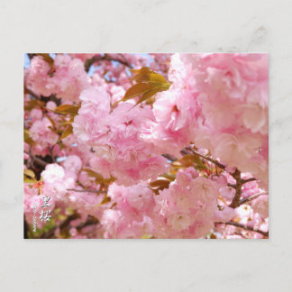 Carte Postale Double Cherry Blossom: Sato-zakura