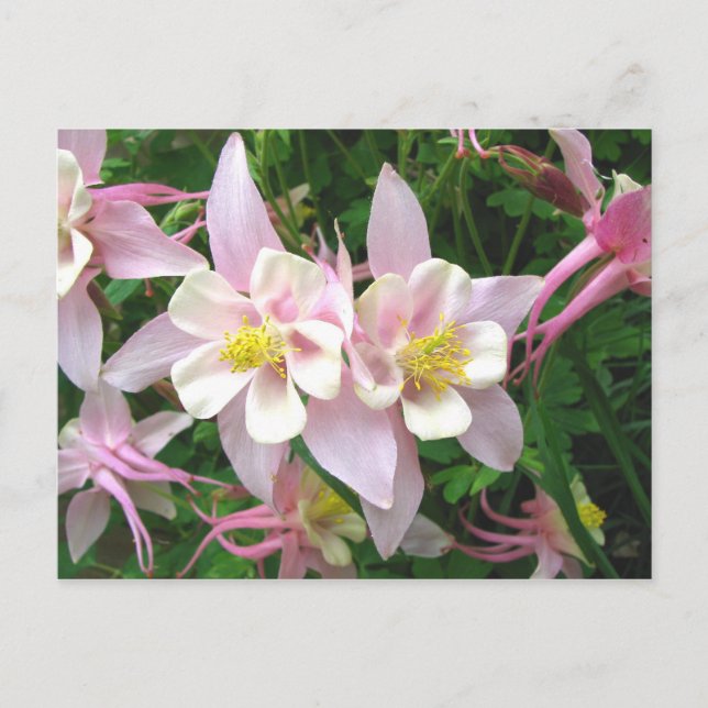 Carte Postale Double colonne (Devant)