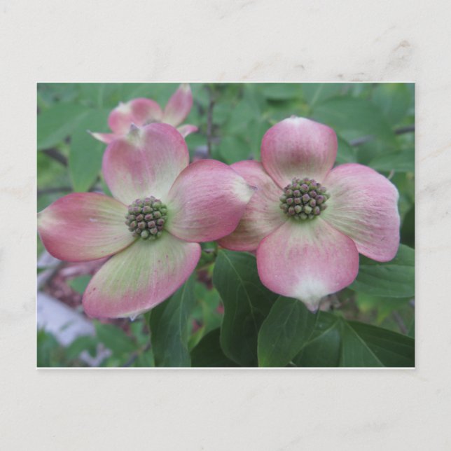 Carte Postale Double Dogwood (Devant)