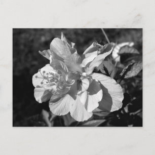 Carte Postale Double Hibiscus noir et blanc