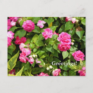 Carte postale Double Impatiens