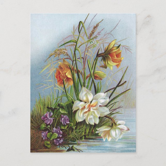 Carte Postale Double Narcisse blanc et or par un étang (Devant)