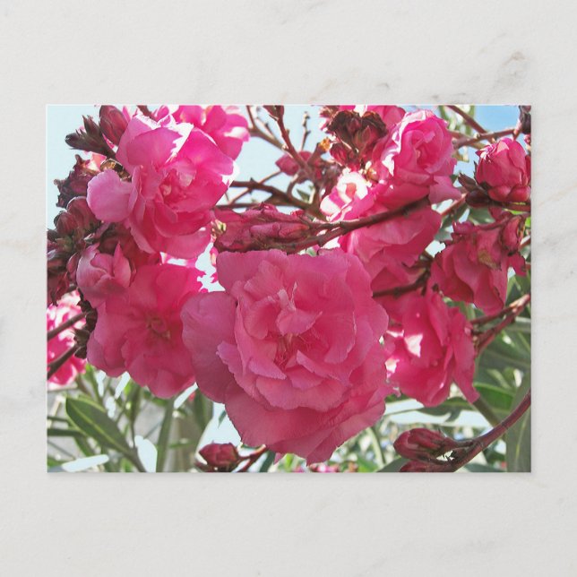 Carte Postale Double Oleander 1 (Devant)