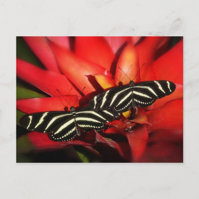 Carte Postale Double problème (Devant)