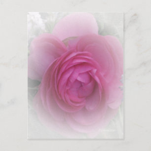 Carte Postale Doucement rose