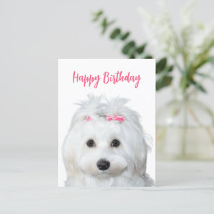 Carte Postale Douceur Tendre Maltais Blanc