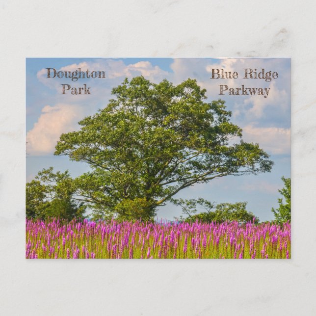 Carte Postale Doughton Park sur la Blue Ridge Parkway (Devant)