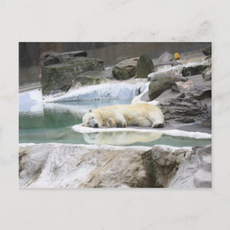 Carte postale d'ours blanc de sommeil
