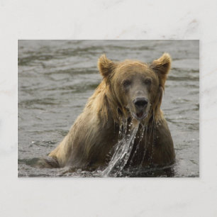 Carte postale d'ours brun pêchant