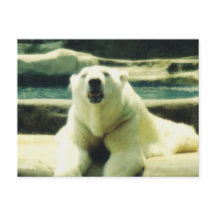 Carte postale d'ours polaire